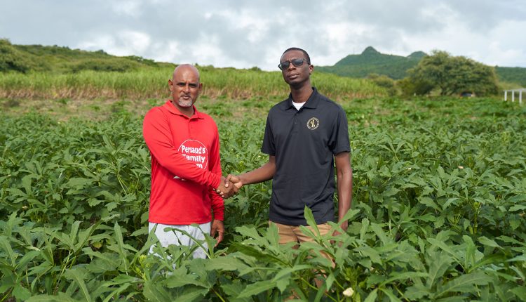 Well done partner: Closing/Compliance Officer at the Nevis branch of the Development Bank, Mr Tyrone Jeffers (right), congratulates Mr Sais Persaud as he showed him the lush green okra plants growing on the Persaud’s Family Farm in Brown Hill in Nevis.