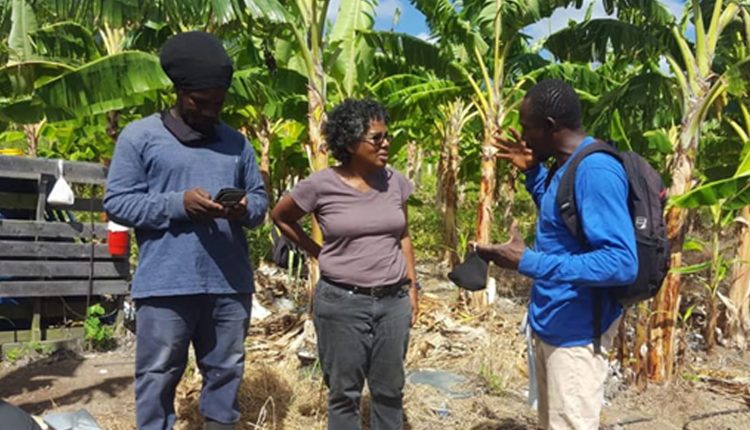 Ms Sharon Jones centre, Technical Specialist, St. Kitts and Nevis IICA Delegation, interacting with banana farmers in St. Kitts.