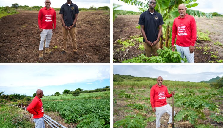 Persaud’s Family Farm, clockwise from top: Freshly ploughed plot, banana plants, papaya plants, Mr Persaud inspects irrigation lines on the farm.